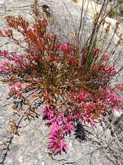 Erica savilea grandiflora