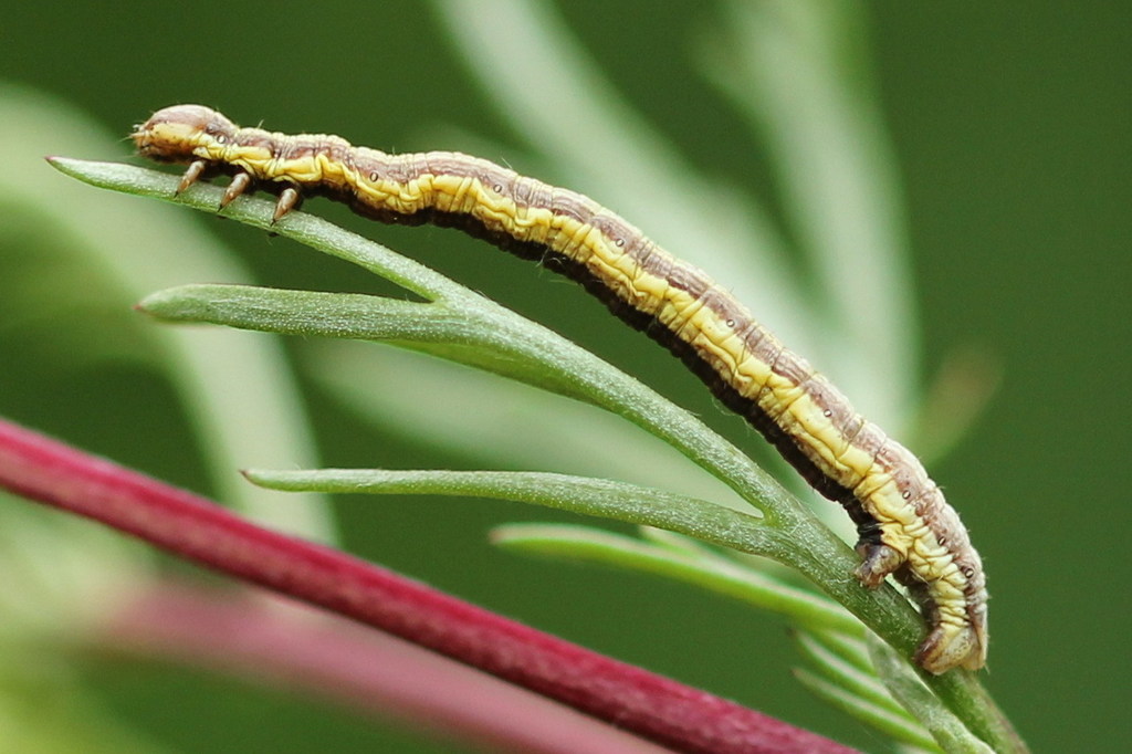 Hypoxystis