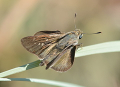 Pelopidas mathias mathias