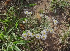 Aphanostephus riddellii