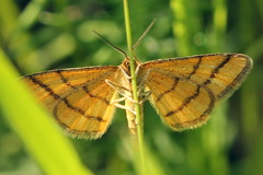 Idaea aureolaria