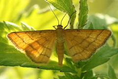 Idaea aureolaria