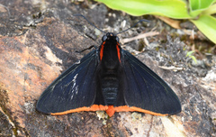 Pyrrhopyge hadassa