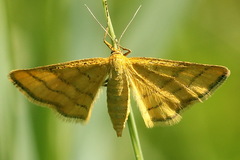 Idaea aureolaria