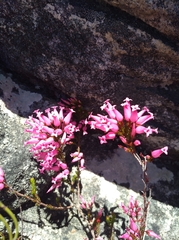Erica savilea grandiflora