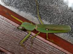 Rhombodera