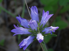 Campanula lingulata