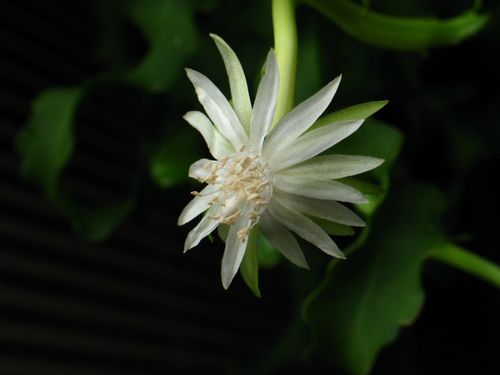 Epiphyllum hookeri ssp. guatemalense