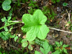 Macrachaenium gracile