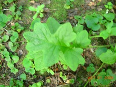 Macrachaenium gracile