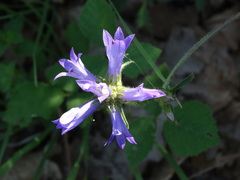 Campanula lingulata