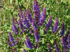 Salvia amplexicaulis