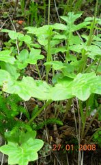 Macrachaenium gracile