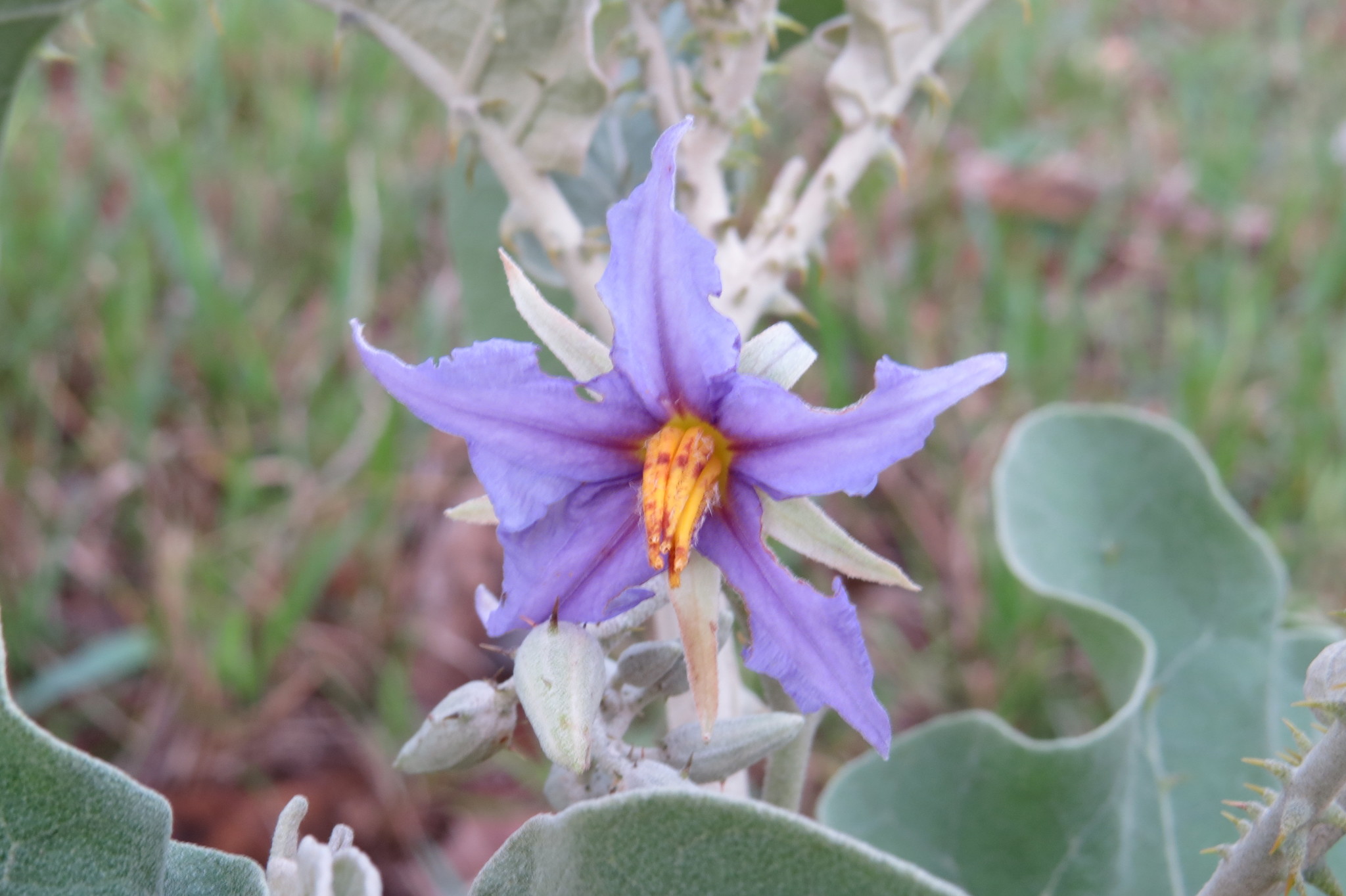 Solanum lycocarpum