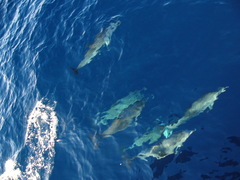 Stenella frontalis