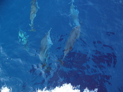 Stenella frontalis