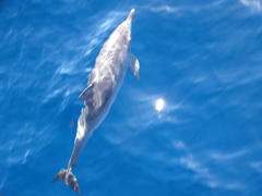 Stenella frontalis