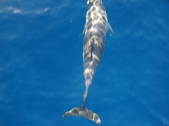 Stenella frontalis