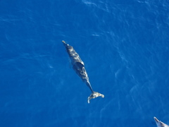 Stenella frontalis