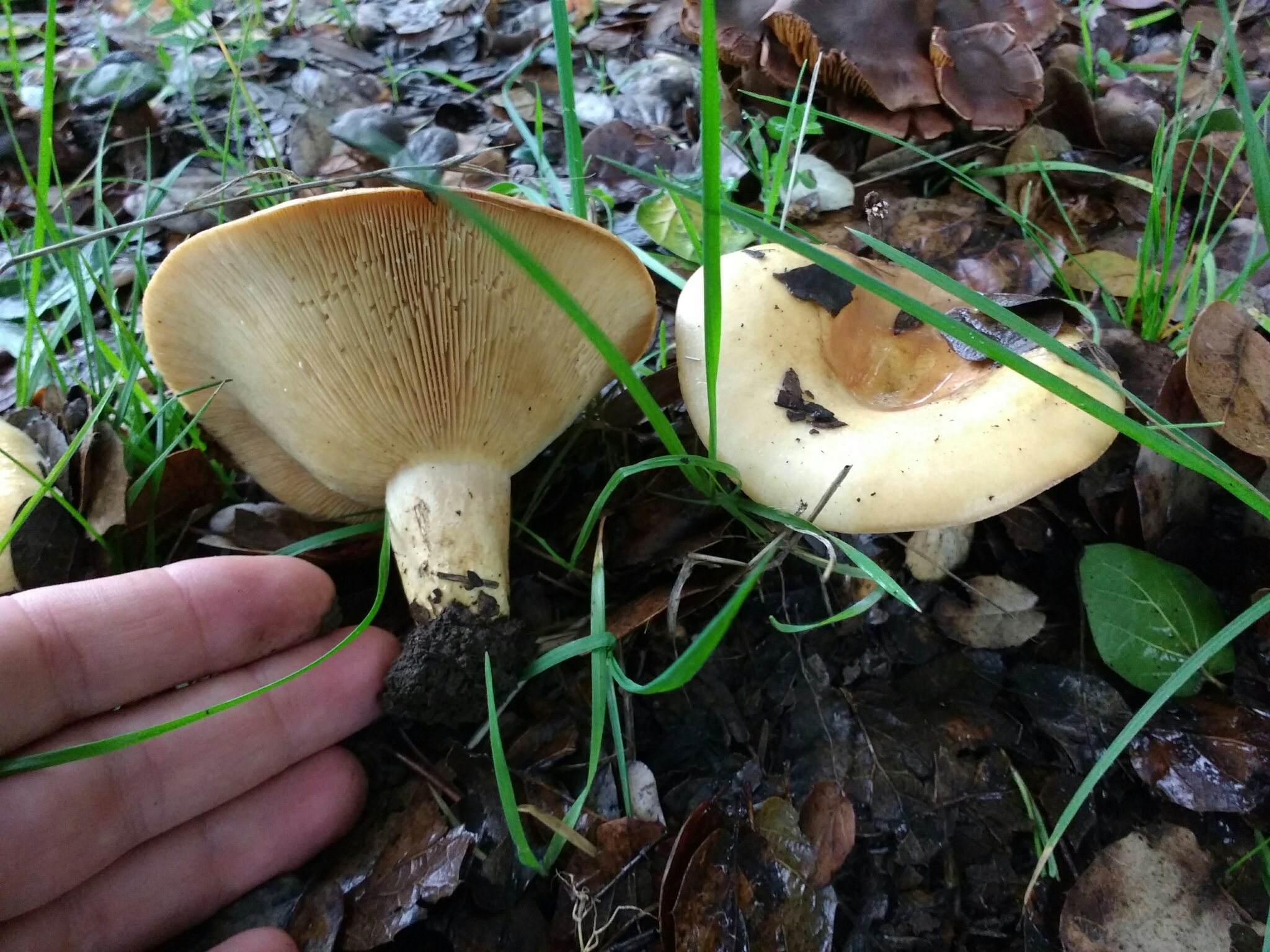 Lactarius alnicola image