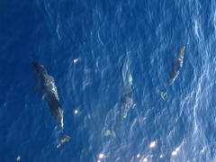 Stenella frontalis