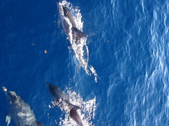 Stenella frontalis