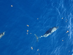 Stenella frontalis