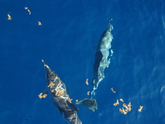 Stenella frontalis