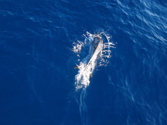 Stenella frontalis
