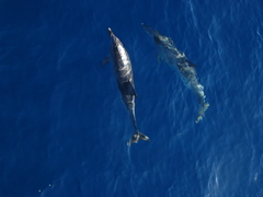 Stenella frontalis