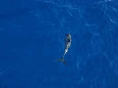 Stenella frontalis