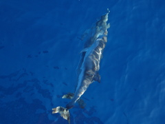 Stenella frontalis