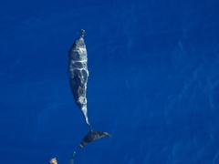 Stenella frontalis