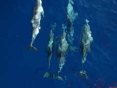 Stenella frontalis