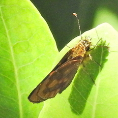 Metisella metis