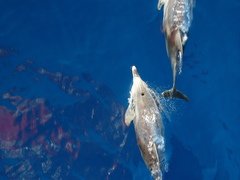 Stenella frontalis