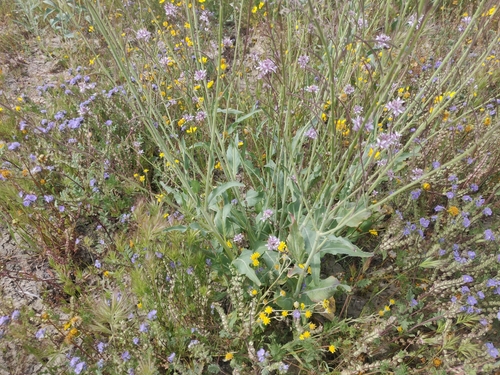 Image of Lemmon's Mustard (Caulanthus anceps) by (c) Alexander Wentworth, some rights reserved (CC BY)