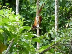 Alouatta sara