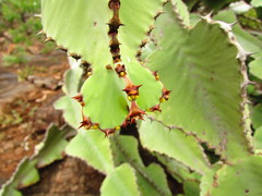 Euphorbia cooperi