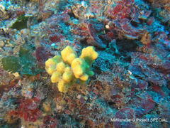 Axinella verrucosa