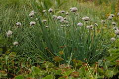 Allium ledebourianum