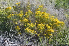 Xylothamia diffusa