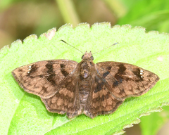 Nisoniades macarius