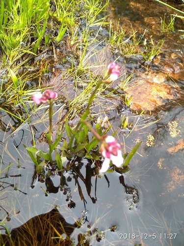 Image of Disa caulescens by (c) Seth Musker, some rights reserved (CC BY)