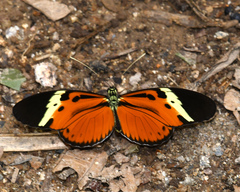 Heliconius numata