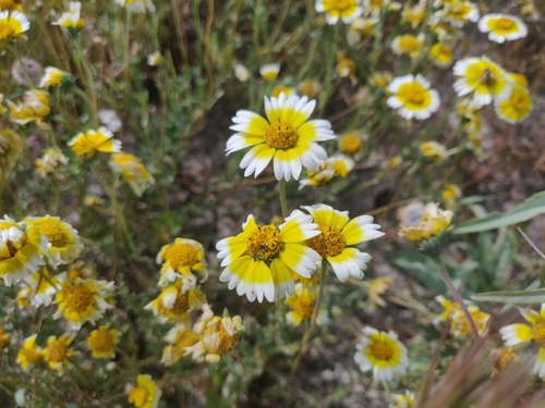Munz's tidytips (Layia munzii)
