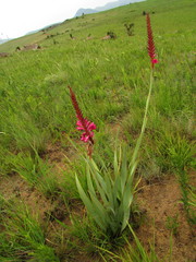 Watsonia pulchra image