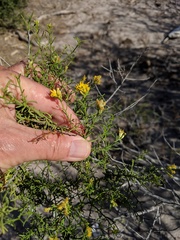 Xylothamia diffusa