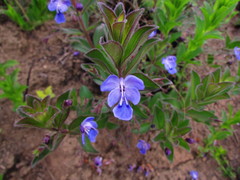 Rotheca