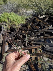 Euphorbia magdalenae